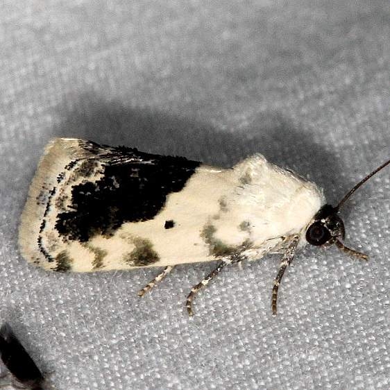 9095 Small Bird-dropping Moth Huffman Prairie WPAFB Dayton Oh 7-27-14