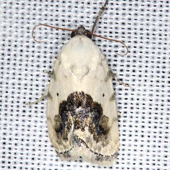 9095 Small Bird-dropping Moth yard 7-21-13