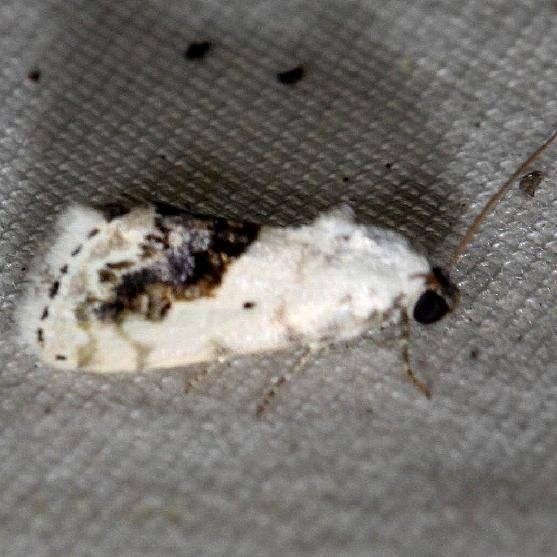 9095 Small Bird-dropping Moth yard 5-24-12
