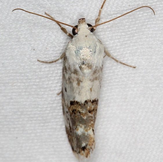9097 Ponometia nannodes White House campground Grand Staircase Escalnte Utah 5-25-17 (21)_opt