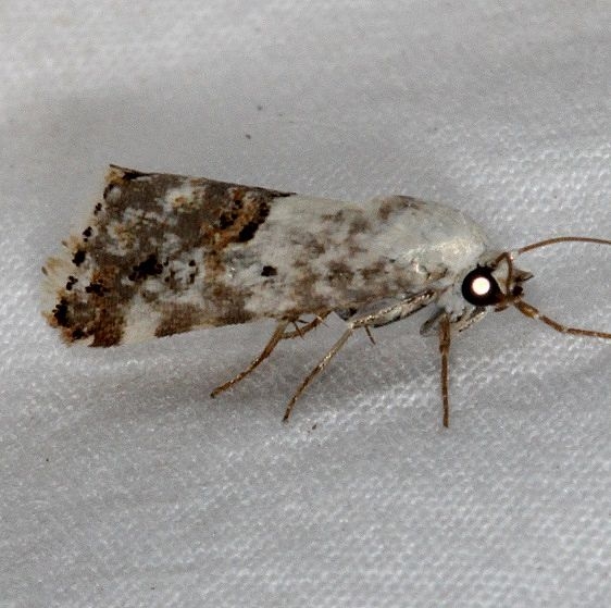 9097 Ponometia nannodes White House campground Grand Staircase Escalnte Utah 5-25-17 (22)_opt