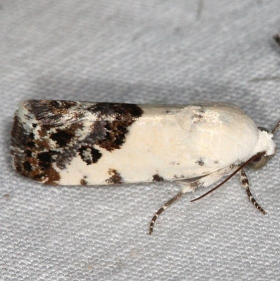 9098 Ponometia phecolisca Campsite 119 Falcon St Pk 10-22-16_opt