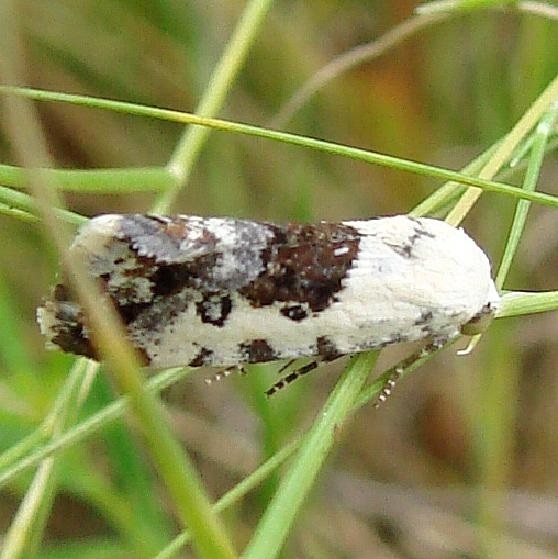 9098 Ponometia phecolisca Parker Canyon Lake 9-8-12