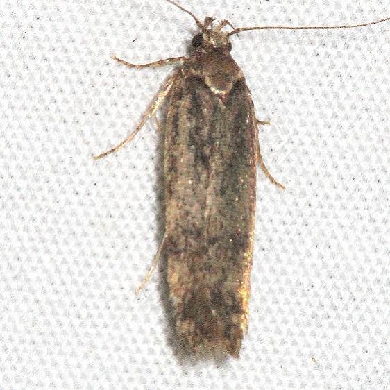 9102 Ponometia fasciatella BG Mesa Verde Colorado 6-11-17 (2)_opt