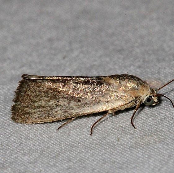 9102 Ponometia fasciatella BG Mesa Verde Colorado 6-11-17 (3)_opt