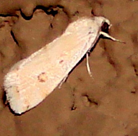 9102 Ponometia fasciatella Moth Windemire Hotel Sierra Vista AZ 9-8-12