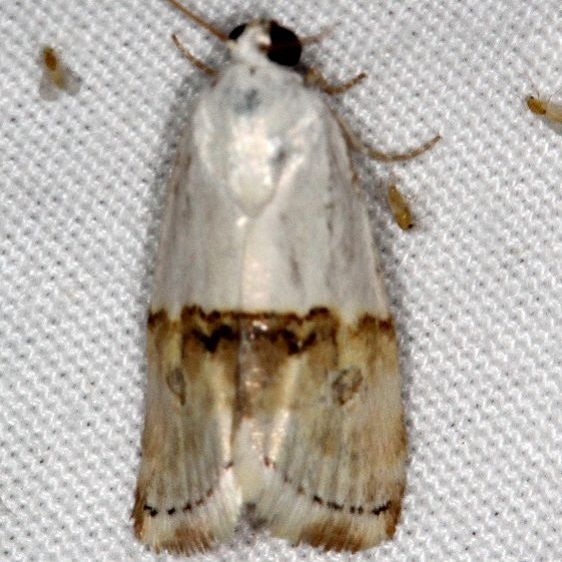 9109 Arizona Bird-dropping Moth Moab RV Resort Moab Utah 6-4-17 (17)_opt