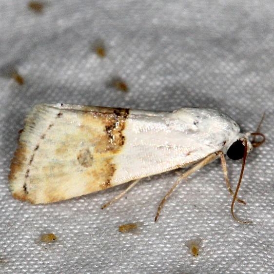9109 Arizona Bird-dropping Moth Moab RV Resort Moab Utah 6-4-17 (18)_opt