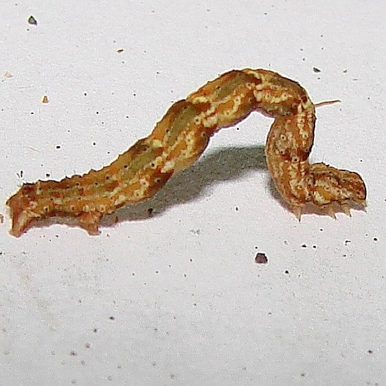 9127 Common Spragueia Moth caterpillar yard 5-23-12 (3)_opt
