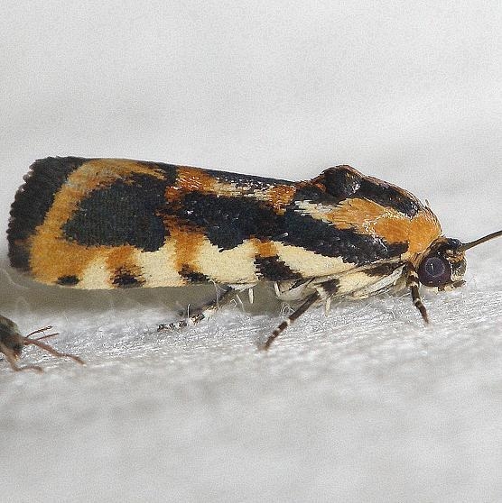 9127 Common Spragueia Moth yard 6-15-12