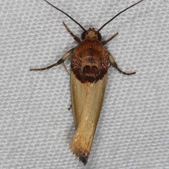 9131 Yellow Spragueia Moth yard 8-23-14