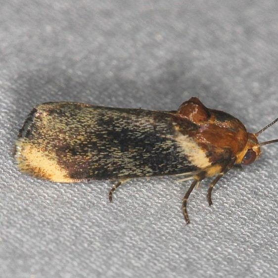 9131 Yellow Spragueia Moth yard 8-7-17 (2)_opt