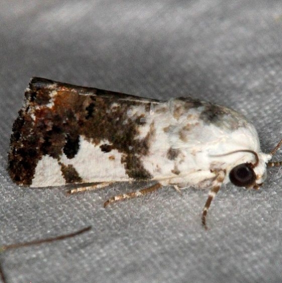 9142 Tarache quadriplaga NABA Gardens Texas 11-2-16_opt