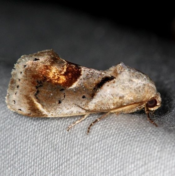 9145 Tarache terminimaculata Curve-lined Bird-dropping Moth Kissimmee Lake St Pk 3-9-14