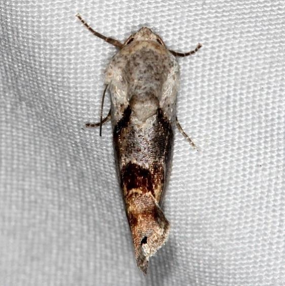 9145 Tarache terminimaculata Curve-lined Bird-dropping Moth Kissimmee Lk St Pk 3-9-14