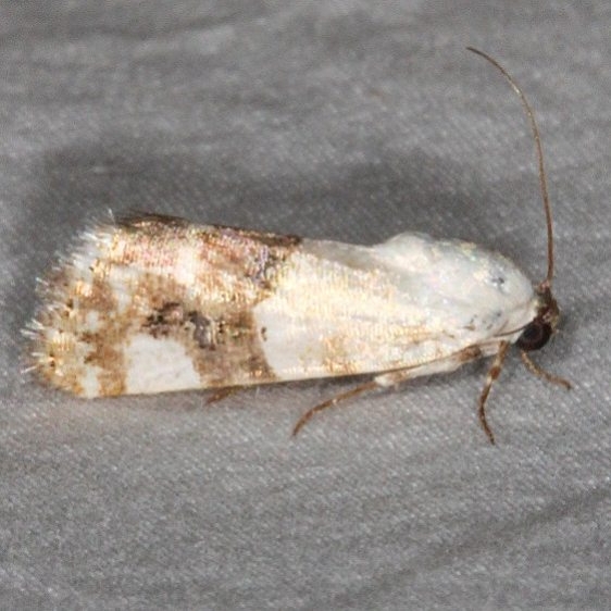9159 Tarachi areli worn White House Campground Grand Staircase Escalante Utah 5-26-17 (13)_opt