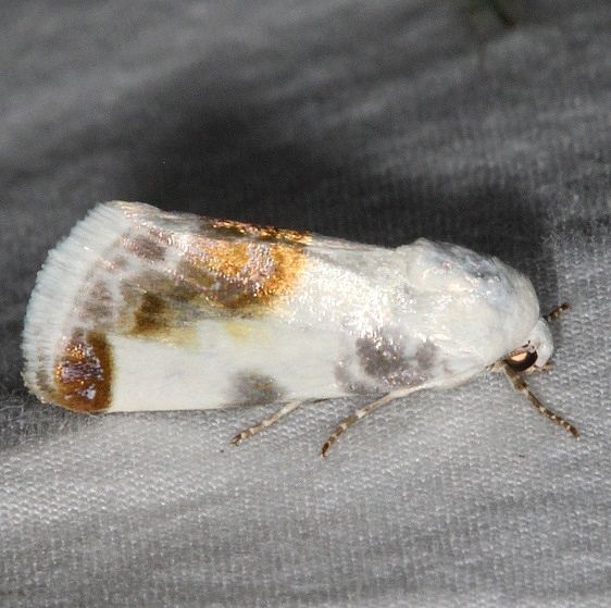 9161 Chalky Bird-dropping Moth Fool Hollow Lake St Pk Ariiz 5-23-17 (89)_opt