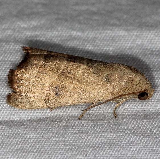 9168 Wavy Lined Mallow Moth Collier-Seminole St Pk 3-6-15