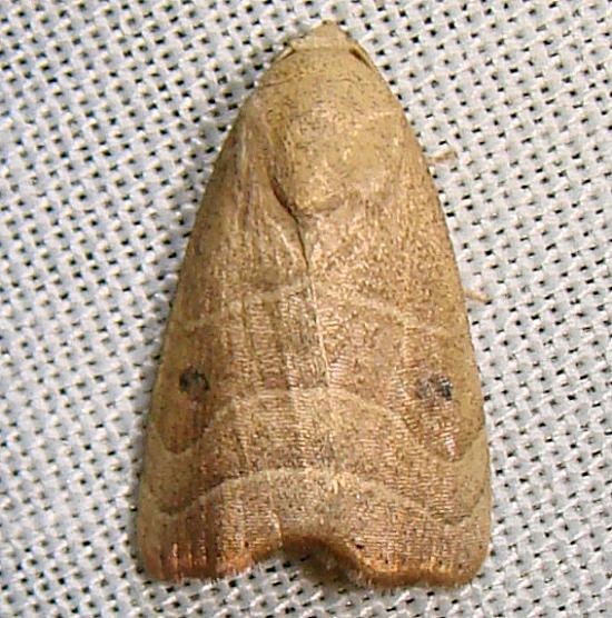9169 Straight Lined Mallow Moth Flamingo Everglades 3-2-12