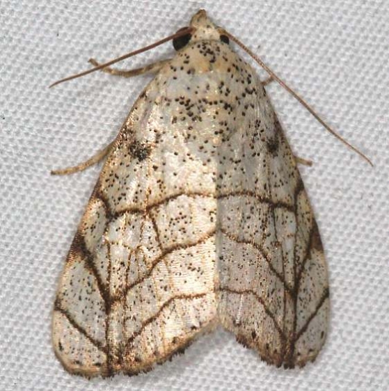 9176 Bagisara tristicta Campsite 119 Falcon St Pk Texas 10-24-16_opt (1)