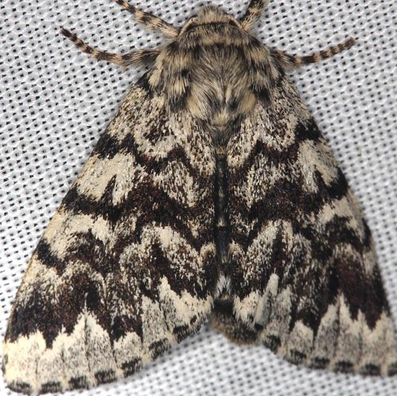 9177 Black Zigzag Moth Thunder Lake UP Mich 6-23-13
