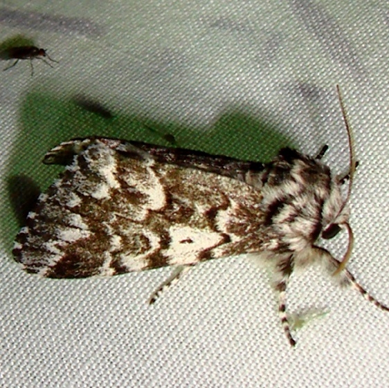 9177-The-Black-Zigzag-Moth-Thunder-Lake-UP-Mich-6-18-11