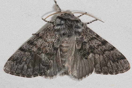 9181 Panthea gigantea Mueller St Pk Colorado 6-20-17 (22)_opt