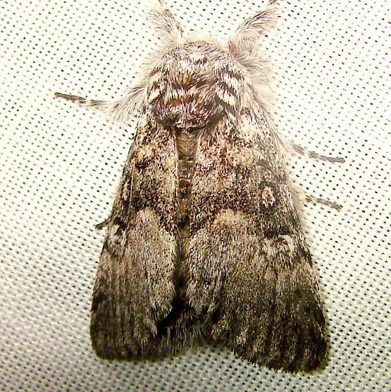 9185 Close-banded Yellowhorn Moth Jenny Wiley Ky 4-26-12