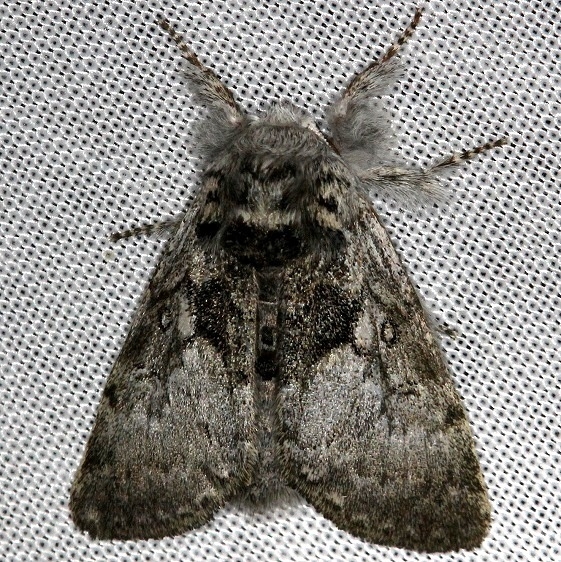 9185 Closebanded Yellowhorn Moth Carter Cave St Pk Ky 4-23-13