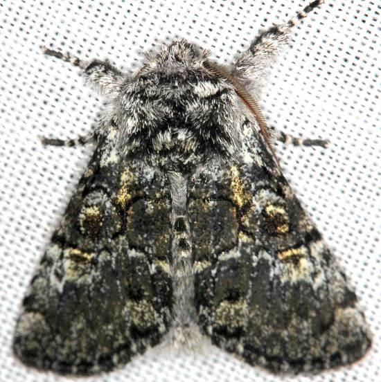 9189 Laugher Moth Carter Cave St Pk Ky 4-23-13