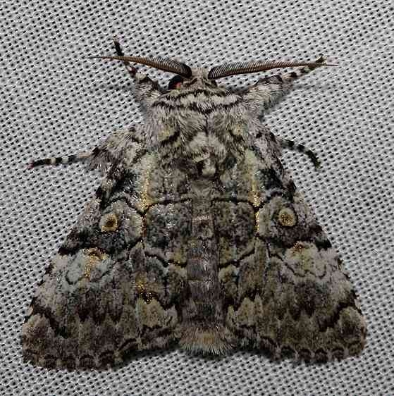 9189 Laugher Moth Kissimmee Prairie St Pk 3-16-13