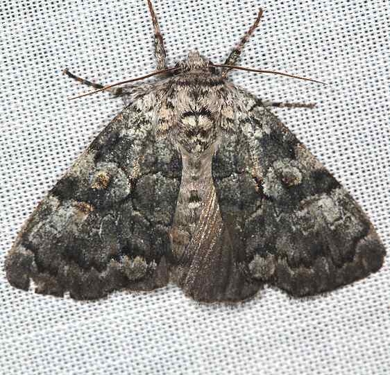 9189 The Laugher Moth yard 8-5-16 (6)_opt
