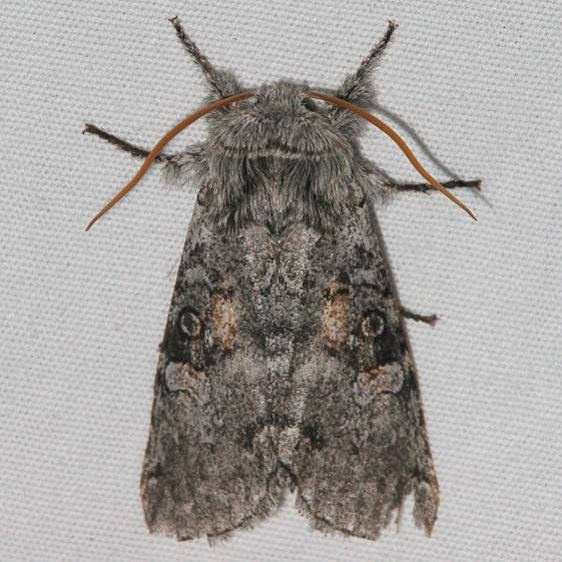9191 Meleneta antennata Black Canyon at the Gunnison Natl Pk Colorado 6-14-17 (15)_opt