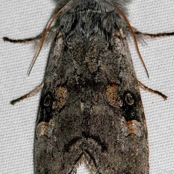 9191 Meleneta antennata Black Canyon at the Gunnison Natl Pk Colorado 6-15-17 (42)_opt