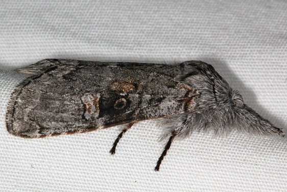 9191 Meleneta antennata Black Canyon at the Gunnison Natl Pk Colorado 6-15-17 (43)_opt
