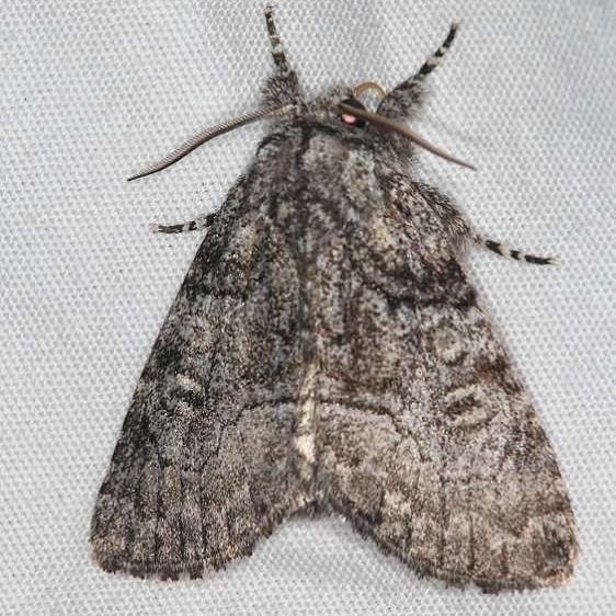 9192 Abrupt Brother Moth Lake of the Woods Ash Rapids Lodge 7-16-17 (13)_opt