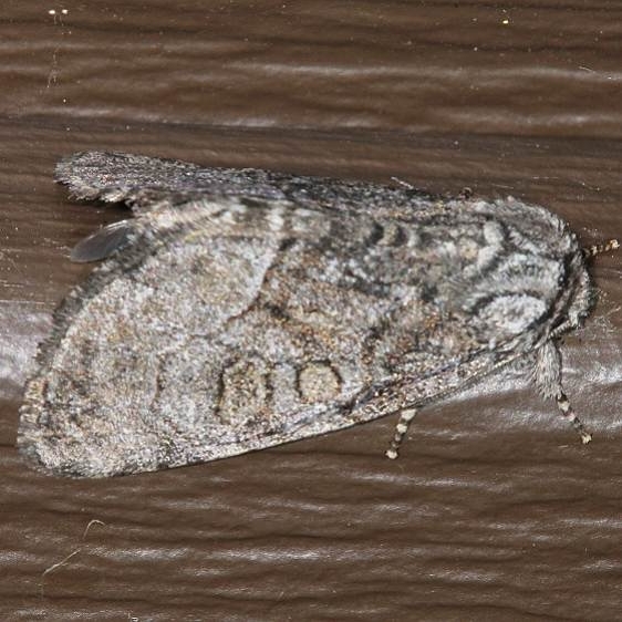 9192 Abrupt Brother Moth Lake of the Woods Ash Rapids Lodge 7-16-17 (85)_opt