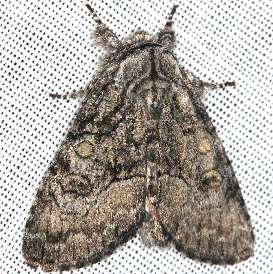 9193 The Brother Moth Thunder Lake Mich UP 6-22-13