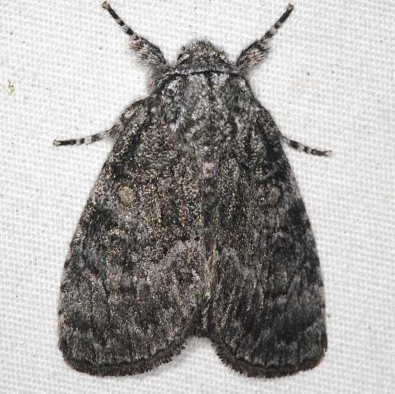 9193 The Brother Moth yard 6-15-16 (41)_opt