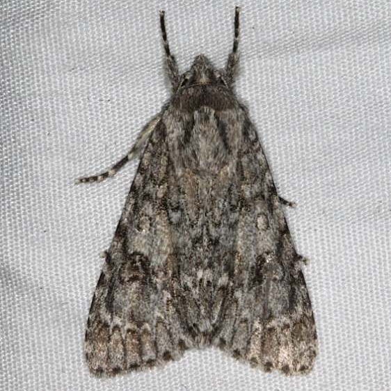 9199 Ruddy Dagger Moth yard 7-14-15