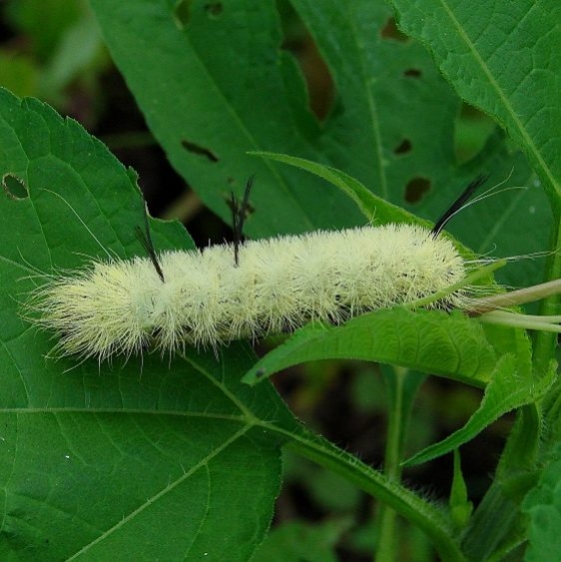 9200 American Dagger Moth Estelle Wrenrick Fen Clark Co Oh 7-14-14