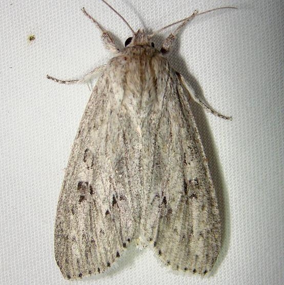 9200 American Dagger Moth Mahogany Hammock Everglades 2-27-12