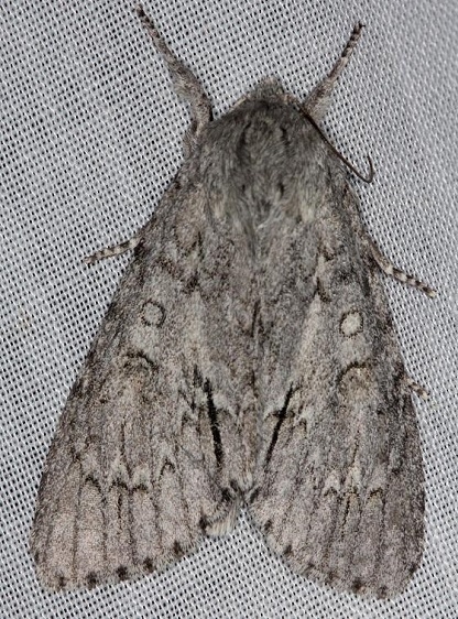 9203 Fingered Dagger Moth Thunder Lake Mich UP 6-24-13