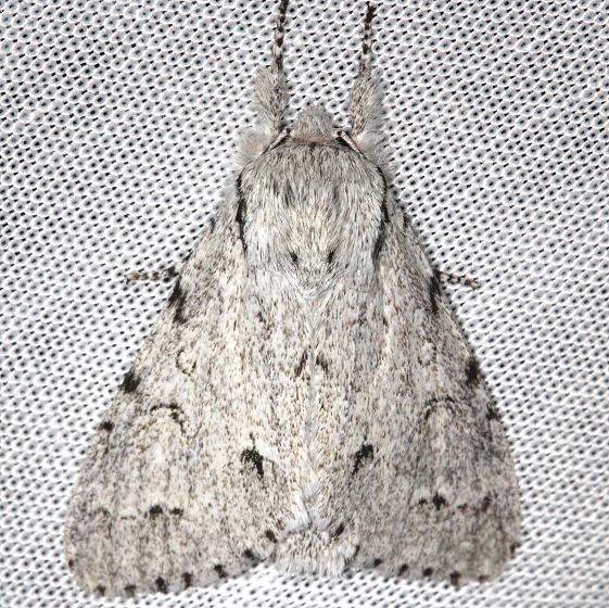 9205 Cottonwood Dagger Moth yard 8-12-13