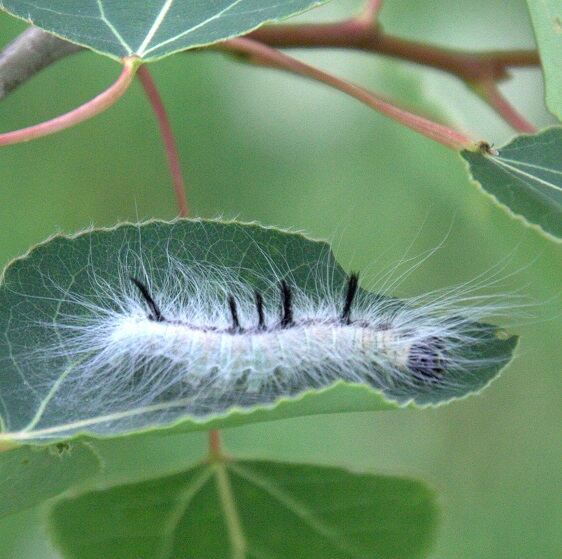 9205-Cottonwood-Dagger-on-Poplar-tree-in-yard-6-5-24