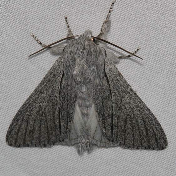 9205.1 Acronicta cyanescens Mueller St Pk Colorado 6-18-17 (22)_opt