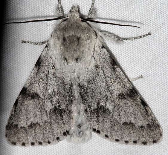 9206 Acronicta vulpina Mueller St Pk Colorado 6-20-17 (29)_opt