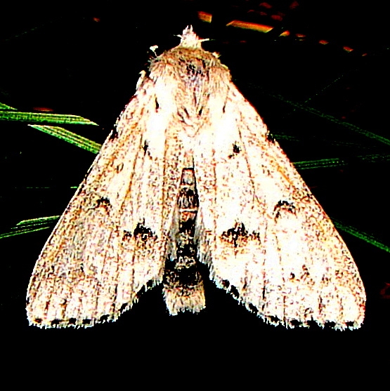 9206 Acronicta vulpina Thunder Lake UP Mich 6-18-11