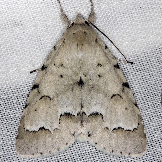 9207 Unmarked Dagger Moth Thunder Lake Mich UP 6-24-13