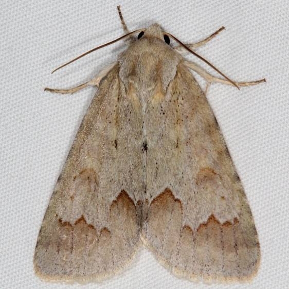 9208 Birch Dagger Moth General Butler St Pk Ky 4-19-17_opt